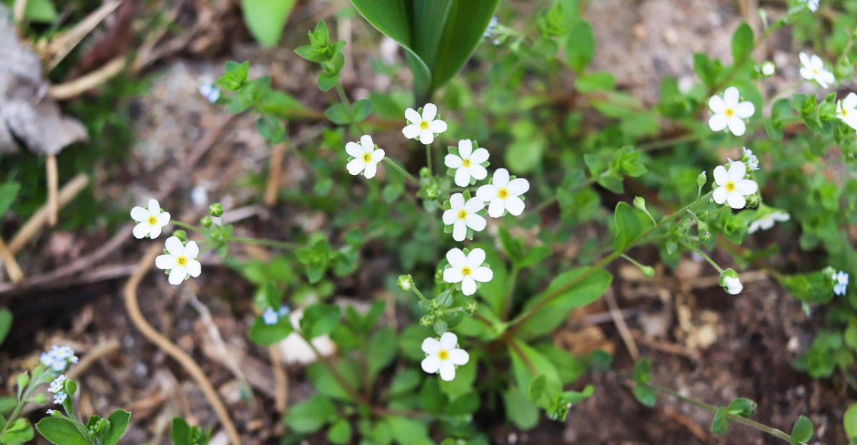 Chickweed